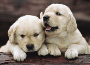 Белые щенки