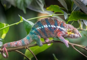 Пантерный хамелеон