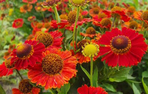 Гелениум осенняя