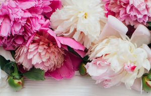 Садовые пышные пионы