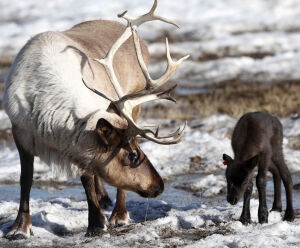 Олень и малыш
