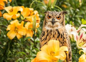 Сова и лилии