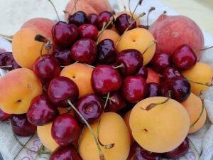 Черешня и абрикосы