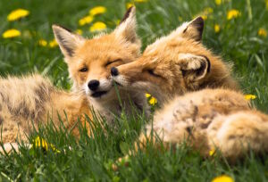 Лисья нежность