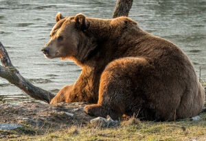 Бурый медведь у воды