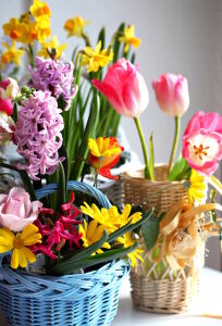 Крокусы и тюльпаны