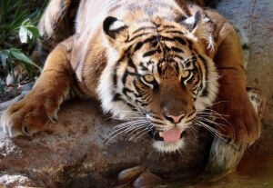 Жаждущий тигр