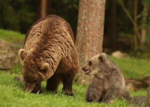 Мишки под дождем