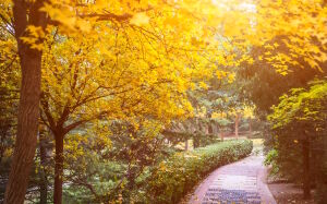 Светлая осень