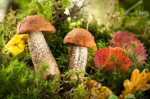 Два подберезовика и листья