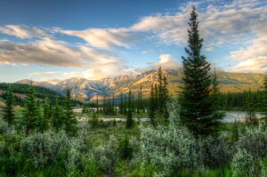 Пейзаж с хвойными деревьями