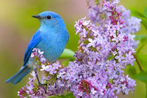 Синяя птичка на сирени