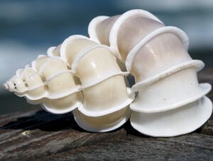 Эпитониум лестничный