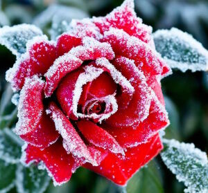 Роза в снегу