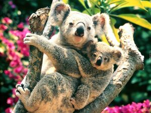 Коала мать и малыш