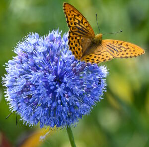 Бабочка на луке