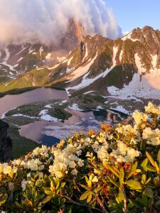 Рододендрон кавказский