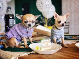 Собачки и торт