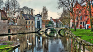 Лебеди в городе Брюгге