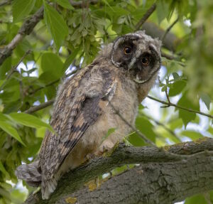 Ушастая сова на дереве