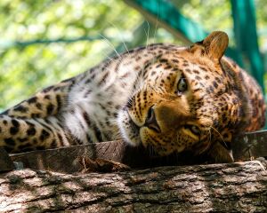 Переднеазиатский леопард