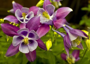 Аквилегия сиреневая