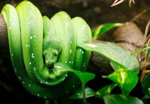 Зеленый питон