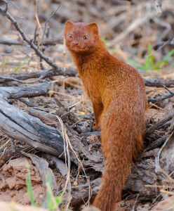 Рыжий мангуст