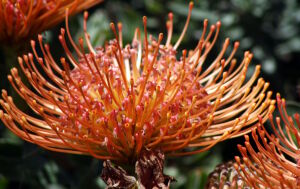 Леукоспермум красный