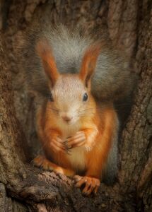 Пушистая белка в дупле