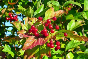 Ягода калина