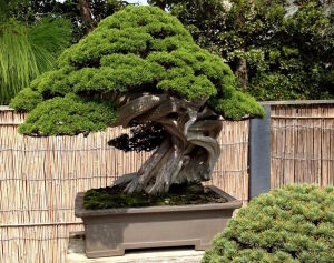 Дерево бонсай