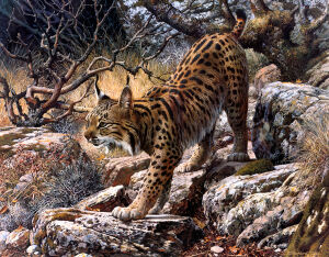 Испанская рысь