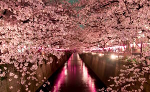 Сакура над каналом