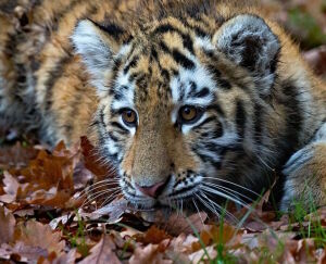 Тигренок в листве