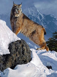 Канадская рысь в горах
