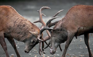 Бой оленей
