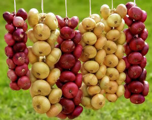 Хранение лука