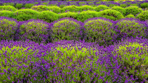 Лавандовая клумба