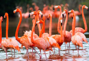 Красные фламинго