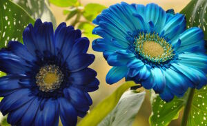 Синие герберы