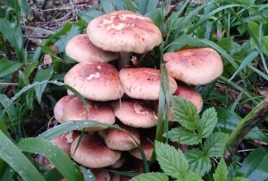 Ложноопёнок