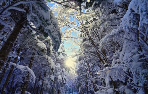 Снежные деревья