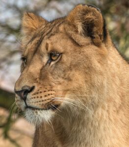 Львица прайда