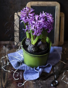 Лиловые гиацинты