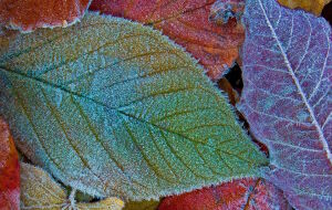 Первый морозец