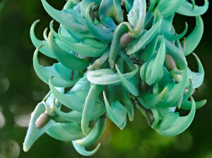 Нефритовая лоза