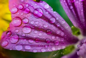 Капли на лепестке