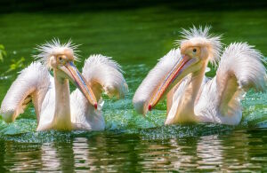 Розовые пеликаны
