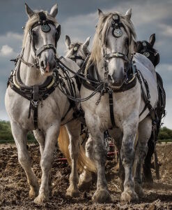Рабочие лошади